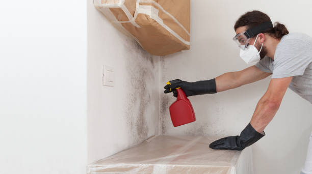 Professional Attic Mold Remediation technician working in Mead, CO