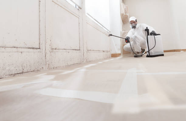 24/7 Emergency Attic Mold Remediation experts in Mead, CO