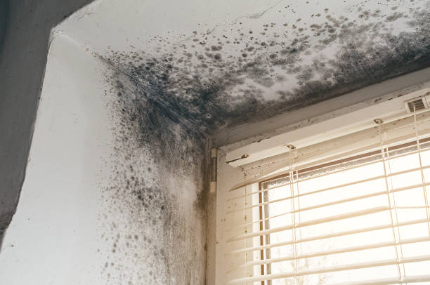 Affordable Attic Mold Remediation solutions in Mead, CO