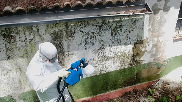 Top rated local Attic Mold Remediation specialists in Mead, CO